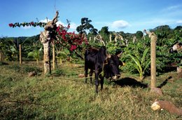 Animals;-Bougainvillea;-Cattle;-Comoros-Archipelago;-Field;-France;-Indian-Ocean;-Kaleidos;-Kaleidos-images;-La-parole-à-limage;-Laurent-Abad;-Livestock;-Mayotte;-Stories-Pictures;-Zebu